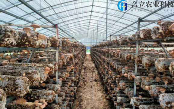 甘肅康樂(lè)：農(nóng)業(yè)示范基地占據(jù)夏季香菇市場(chǎng)空白