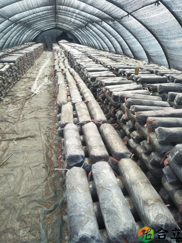 香菇養菌、翻堆有哪些技術要點？