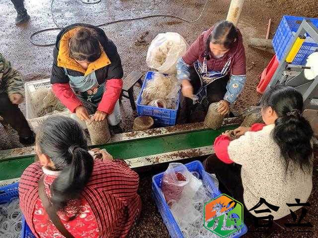 貴州赫章縣 結構鄉今年計劃產食用菌800余萬棒，創收破億元