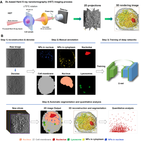 人工智能賦能納米分辨CT表征技術(shù)，驅(qū)動新型納米藥物與細胞技術(shù)研發(fā)新紀元